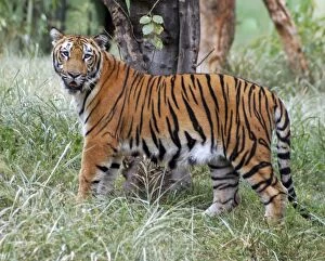 Images Dated 23rd September 2006: Bengal tiger. India