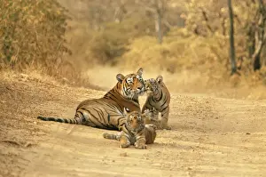 Bengal Tiger JR 221 Tigress with cubs on dirt road. Ranthambhor National Park, India. Panthera tigris © Jagdeep Rajput / ARDEA LONDON