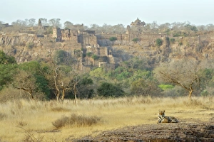 Images Dated 28th March 2008: Bengal tiger - Lying down - Ranthambhore fort