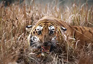 Bengal Tiger MI 776 Snarling, in reeds Panthera tigris © Masahiro Iijima / ARDEA LONDON