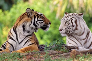 Face To Face Collection: Bengal Tiger - normal & white