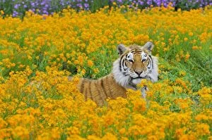 Images Dated 10th June 2008: Bengal Tiger - in orange mustard flowers _C3B1579