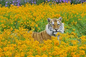 Bengal Tiger - in orange mustard flowers _C3B1579