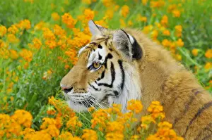 Bengal Tiger - in orange mustard flowers _C3B1617