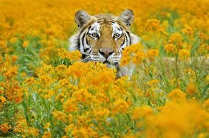 Big Cats Collection: Bengal Tiger - in orange mustard flowers _C3B1644
