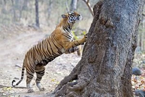 Images Dated 6th May 2014: Bengal Tiger scratching tree to mark territory