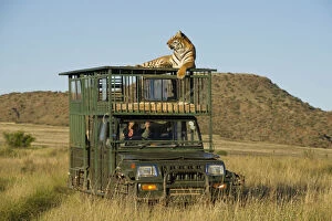 Bengal tiger searching for prey atop safari