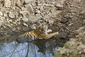Images Dated 30th March 2008: Bengal Tiger - Tigress lying in a pool cooling off - Ranthambhore