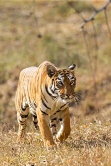 Images Dated 26th April 2014: Bengal Tiger walking