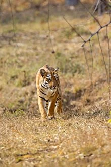 Images Dated 26th April 2014: Bengal Tiger walking