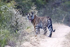 Bengal Tiger - young