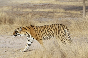 Images Dated 28th March 2008: Bengal Tigress - Large cub; going into a stalk approaching sibling