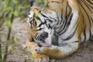 Bengal tigress licking paw, early morning