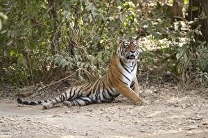 Images Dated 27th March 2008: Bengal Tigress - Lying down - Ranthambhore