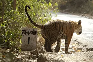 Tigress Prints: Bengal tigress marking the kilometre post - Hindi sign reads: Ranthambhore 1