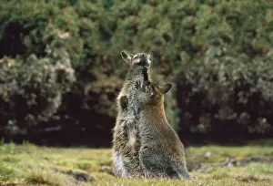 Wallabies Prints: Bennett Wallaby - female & young playfighting South West Tasmania
