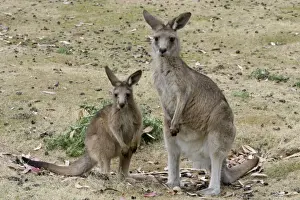Bennetts / Red-necked Wallaby Captive in Tasmanian Devil Park, Tasmania, Australia