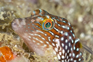 Fish Collection: Bennett's Toby - Indonesia