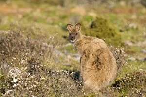 Images Dated 10th December 2008: Bennett's Wallaby - adult standing on its hind legs in a heath-like habitat looking over its back