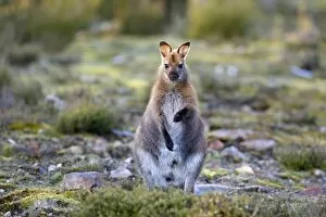 Images Dated 10th December 2008: Bennett's Wallaby - adult standing on its hind legs in a heath-like habitat looking into