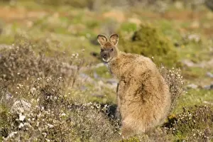Tasmania Prints: Bennett's Wallaby - adult standing on its hind legs in a heath-like habitat looking over its back into the camera