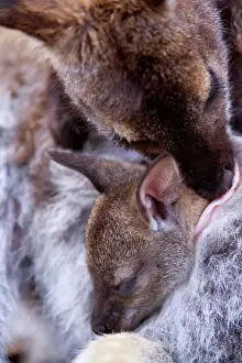 Sleeping Prints: Bennett's Wallaby - very cute mother and child portrait which conveys perfectly the close bond they share