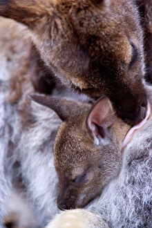 Marsupials Gallery: Bennett's Wallaby - with joey asleep in mother's pouch