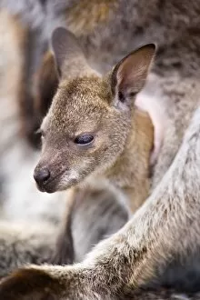 Bennetts Wallaby - portrait of a cute joey looking curiously out of mothers pouch