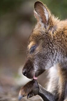 Images Dated 16th December 2008: Bennett's Wallaby - side portrait of a female adult cleaning one of its paws with its tongue