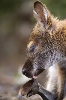 Wallabies Prints: Bennett's Wallaby - side portrait of a female adult cleaning one of its paws with its tongue - Freycinet National