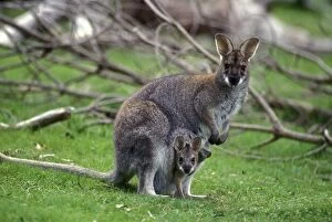 Images Dated 4th June 2014: Bennett's Wallaby - with young in pouch