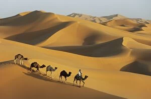 Berber with dromedaries in the great sand dunes