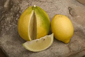Lemon Prints: Bergamote - and lemon (smaller)