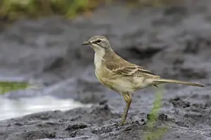 bergeronnette du Cap Cape Wagtail Motacilla capensis