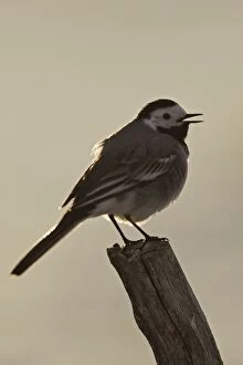 Images Dated 25th April 2007: Bergeronnette grise. White Wagtail Motacilla alba