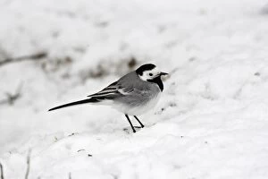 Images Dated 2nd May 2007: Bergeronnette grise. White Wagtail Motacilla alba
