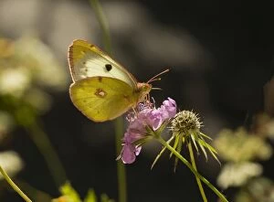 Berger Gallery: Berger's Clouded Yellow Butterfly on scabious France
