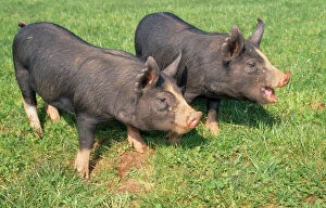Images Dated 20th June 2008: Berkshire Pigs - two young in field
