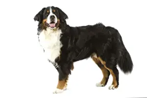 Bermese Mountain Dog. Also know as Berner Sennenhund or Bouvier Bernois (French)
