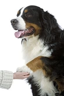 Images Dated 8th April 2006: Bernese Mountain Dog