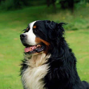 Images Dated 5th August 2008: Bernese Mountain Dog