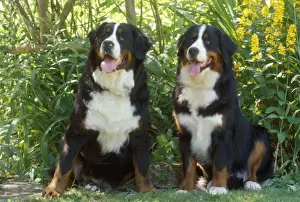 Bernese Mountain Dog