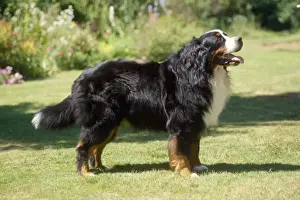 Bernese Mountain Dog