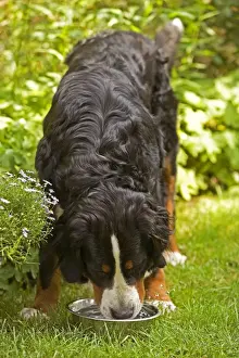 With Bowl Prints: Bernese Mountain Dog - feeding from bowl in garden. Also known as Berner Sennenhund