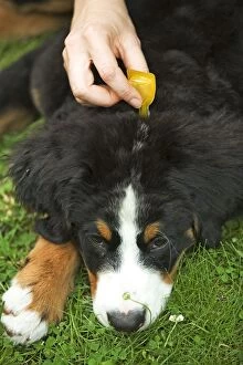 Bernese Mountain Dog - being given flea medication