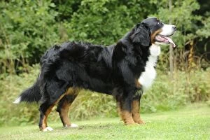 Images Dated 5th August 2009: Bernese Mountain Dog - on grass