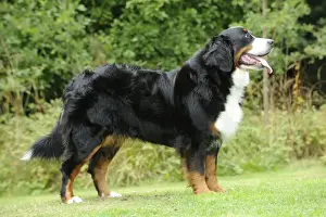 Bernese Mountain Dog - on grass