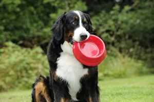 Images Dated 5th August 2009: Bernese Mountain Dog - holding dog bowl