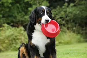 With Bowl Prints: Bernese Mountain Dog - holding dog bowl