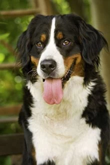 Images Dated 19th August 2007: Bernese Mountain Dog. Also known as Berner Sennenhund